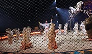 Martin Lacey jr. mit Raubtieren @ Premiere „Mandana" @ Premiere „Mandana - Circuskunst neu geträumt“ im großen Zelt auf der Theresienwiese. (©Foto: Martin Schmitz)
